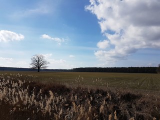Obraz premium Przyroda