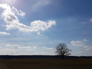 Obraz premium Samotne drzewo