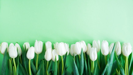 белые тюльпаны на зеленом фоне