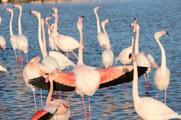 Flamants roses au parc ornithologique, Camargue, France