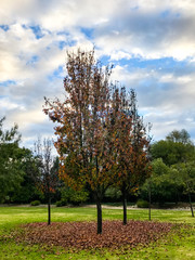 Obraz premium Skinny autumn trees with fallen leaves in a circle beneath them.