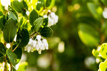 White buds on a manzanita tree after the rain.