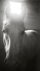 Black and white portrait horse closeup. An authentic portrait of the horse. The horse in the stall.