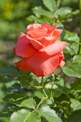 Red rose flower blossom in spring