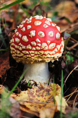 Under birches there are many poisonous mushrooms of red fly Amanita