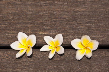 Fototapeta na wymiar Three plumeria flower on wooden floor background