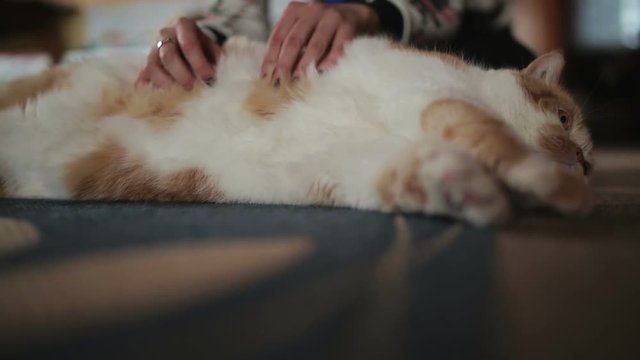 A beautiful fat red cat relaxes from a belly massage made by it's owner