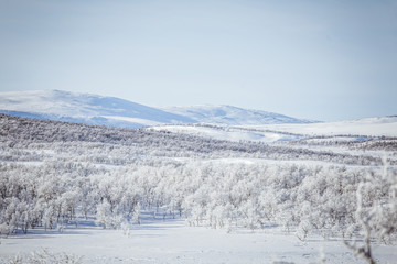 A beautiful forest landscape of a snowy Norwegian winter day