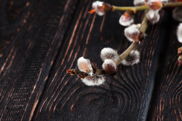 Sprig willow on dark background