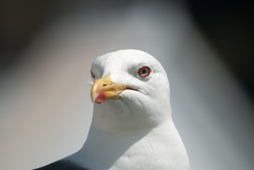 Seagull close up front