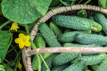 Cucumbers in the basket and blossom of cucumber on the vine , agriculture and harvest concept
