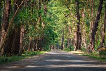 The road in a pine forest