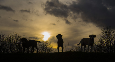 Fototapeta na wymiar dogs at sunset
