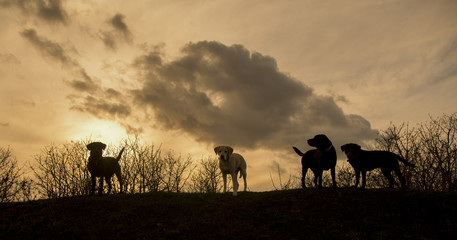 Fototapeta na wymiar dogs at sunset
