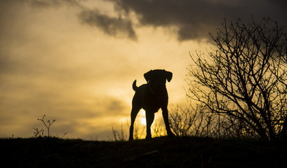 dogs at sunset