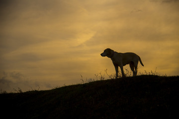 dogs at sunset