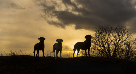 dogs at sunset