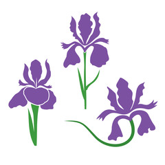 Iris Flower stylized