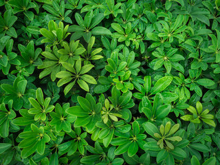 Fresh green leaf texture background