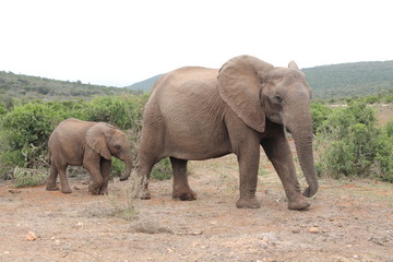 Fototapeta premium Elephant baby and mom