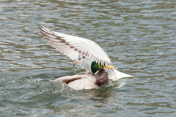 two birds colliding on open water