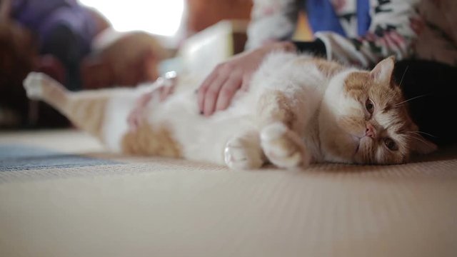 A beautiful fat red cat relaxes from a belly massage made by it's owner