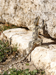 Lézard