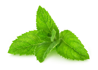 Fresh raw mint leaves isolated
