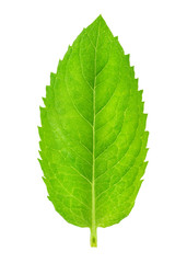 Fresh raw mint leaves isolated