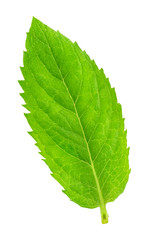 Obraz premium Fresh raw mint leaves isolated