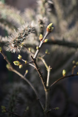 Knospen von Flieder vor Kaktus