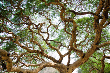Twisted branches of acacia tree Vachellia leucophloea in Myanmar