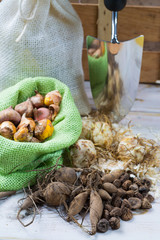 Garden flowers bulbs and roots, spring garden works.