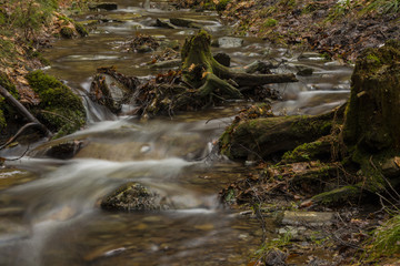 Small flowing stream in forest. Water flowing between tree stumps and stones.