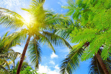 Fototapeta na wymiar Beautiful tropical sunshine with palm tree and sun.