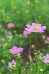 Beautiful pink cosmos flowers blooming in garden,Close up pink cosmos, Nature background