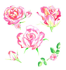 Set flowers of pink roses, isolated hand painted watercolor illustration