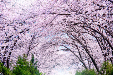 Cherry blossom in spring. Jinhae Gunhangje Festival is the largest cherry blossom festival in South Korea.