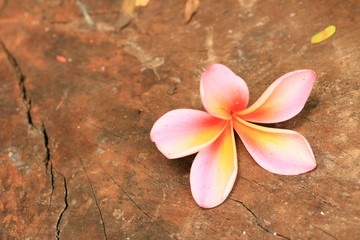 Plumeria flowers