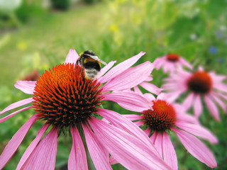 Sonnenhut Echinacea purpurea 03