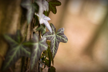 Ivy growing in the forest