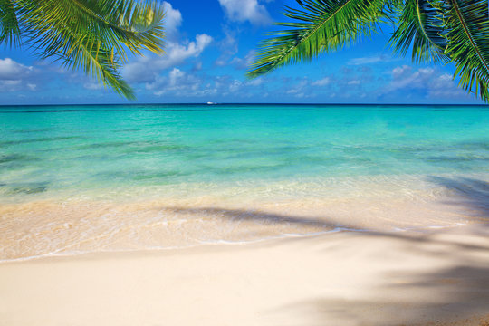 Fototapeta Caribbean sea and palm leaves.