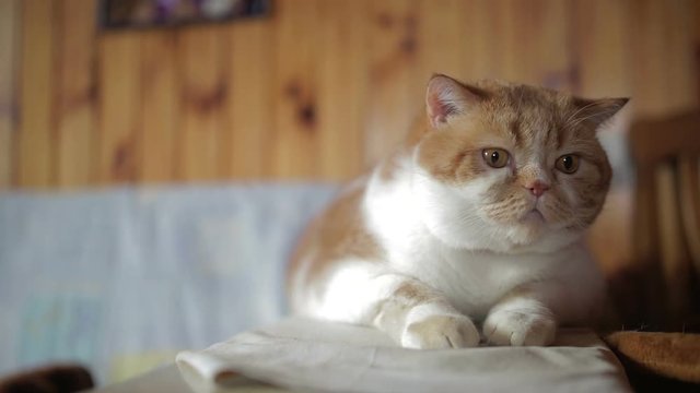 A beautiful big cat is sitting and gazing around