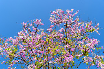 Pink flowers and blue sky