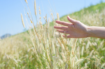 Hand gentlely touches the grass field