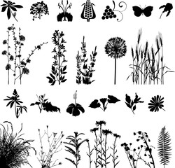 Botany plants and flowers