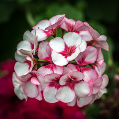 White and pink flower