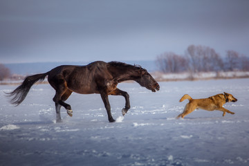 Fototapeta na wymiar Black horse attacks a red dog on snow