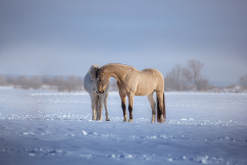 Two horses stay in snow. White and buckskin horses