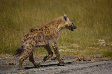 hyena